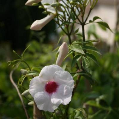 BIGNONIA SEMPERFLORENS